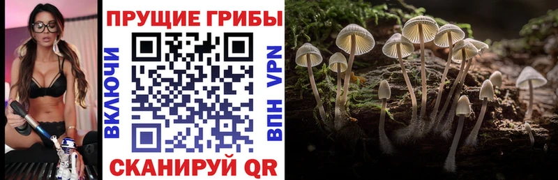 Псилоцибиновые грибы прущие грибы Томск